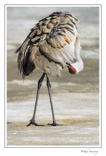 Crane on goose pond copy.jpg